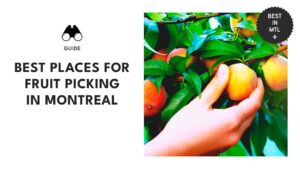 fruit-picking-montreal