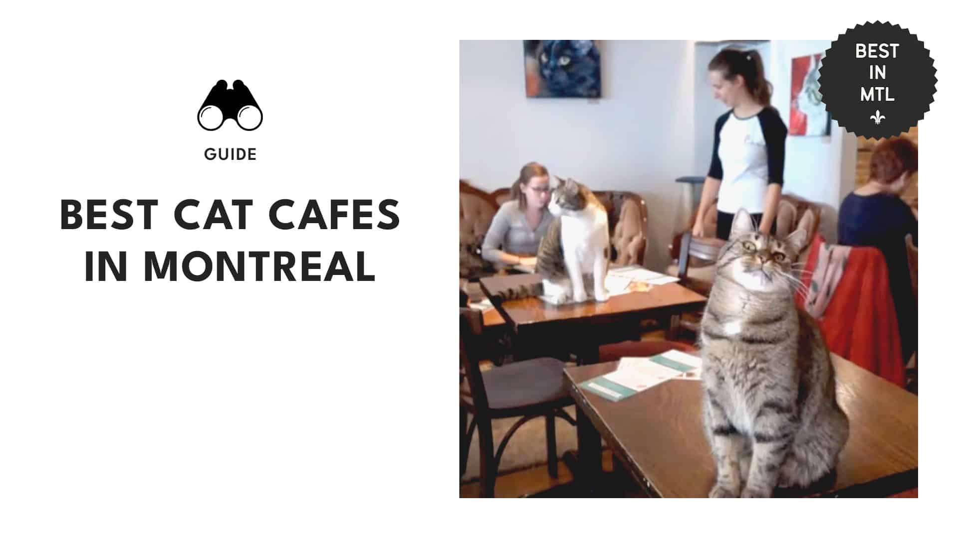 cat-cafes-montreal