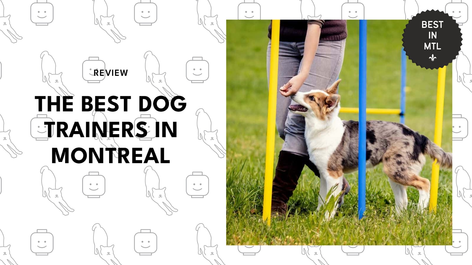 best dog trainers in montreal for every breed