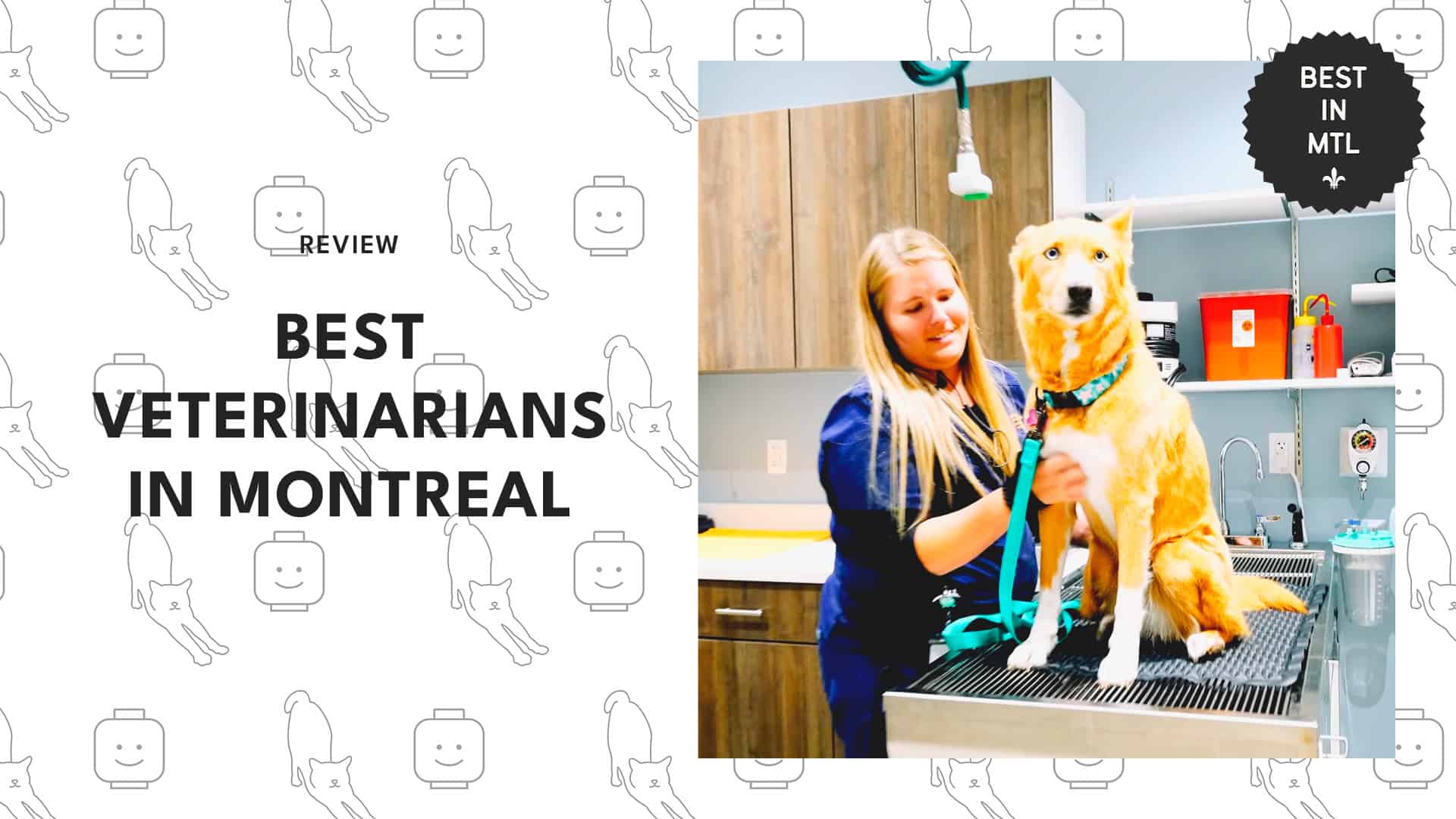 best-veterinarians-montreal