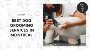 dog-grooming-salons