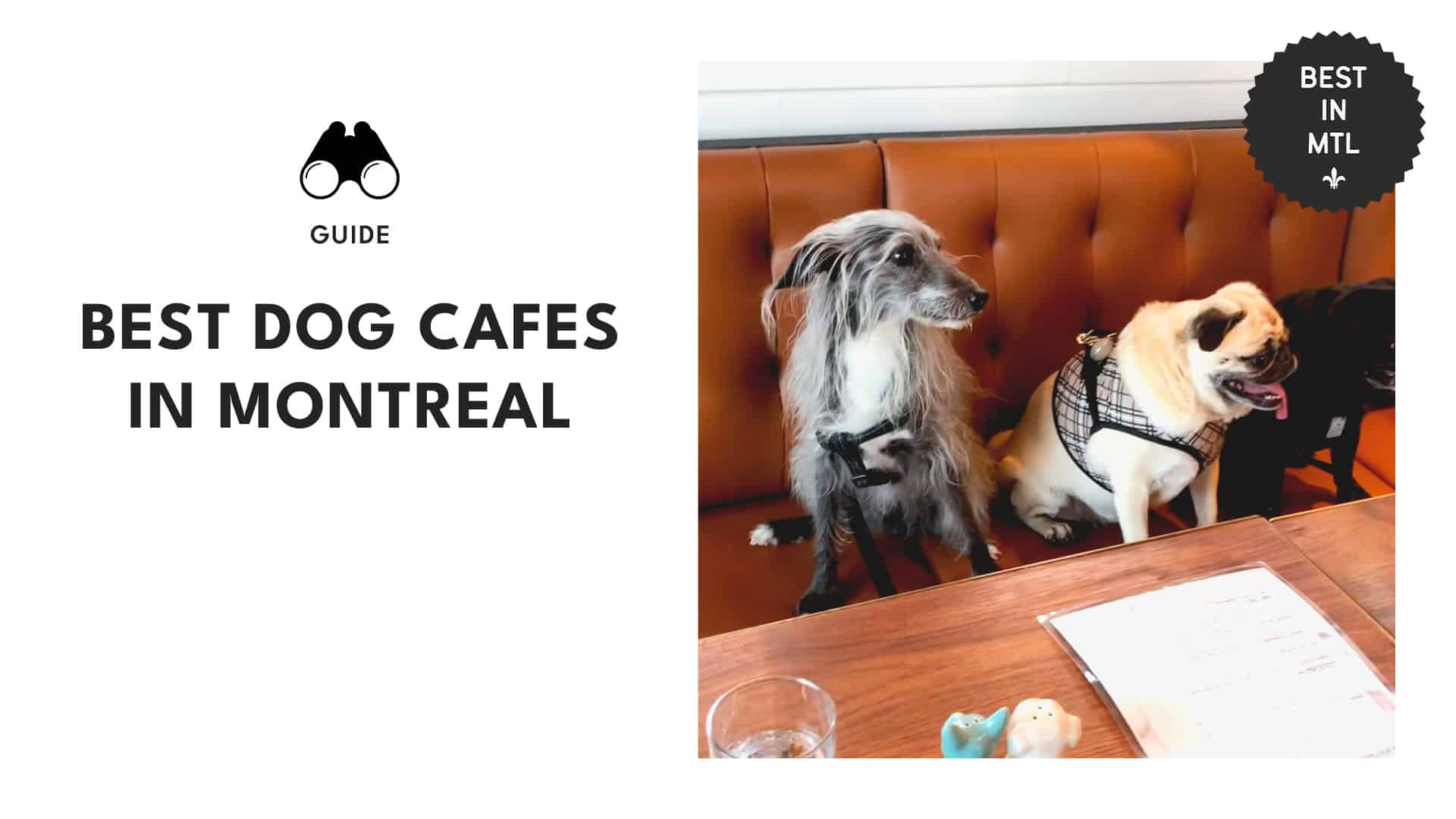 dog-cafes-montreal