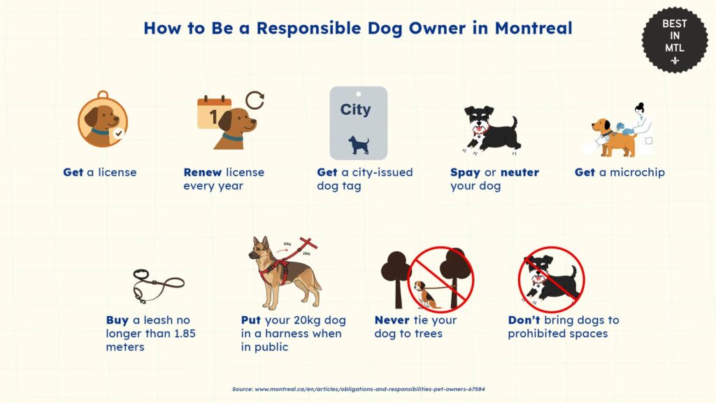 challenges-and-responsibilities-of-dog-ownership-montreal