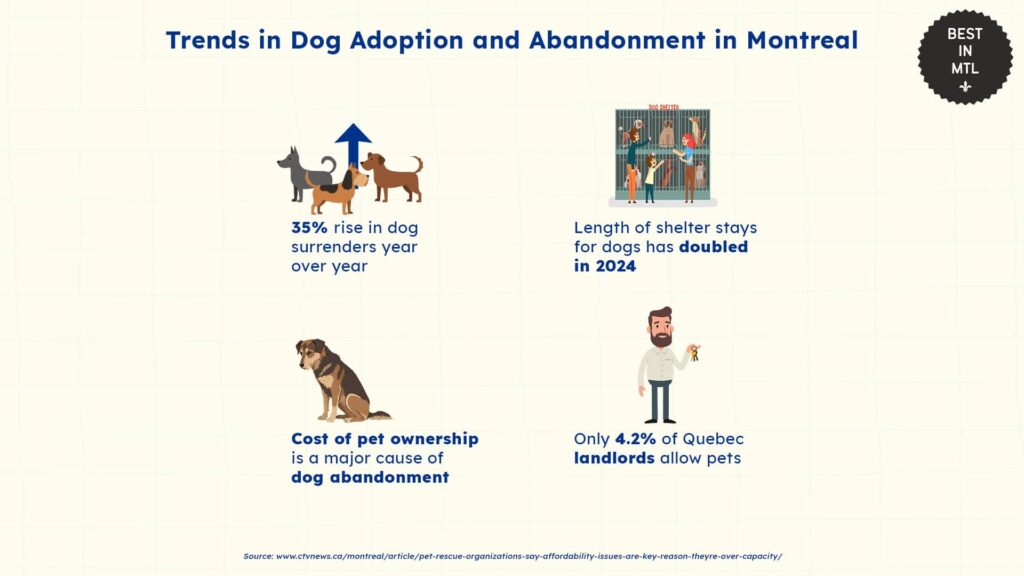 trends-in-dog-adoption-and-shelters-montreal