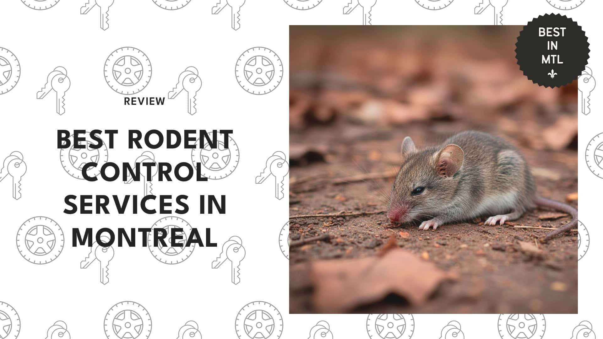 rodent-control-montreal