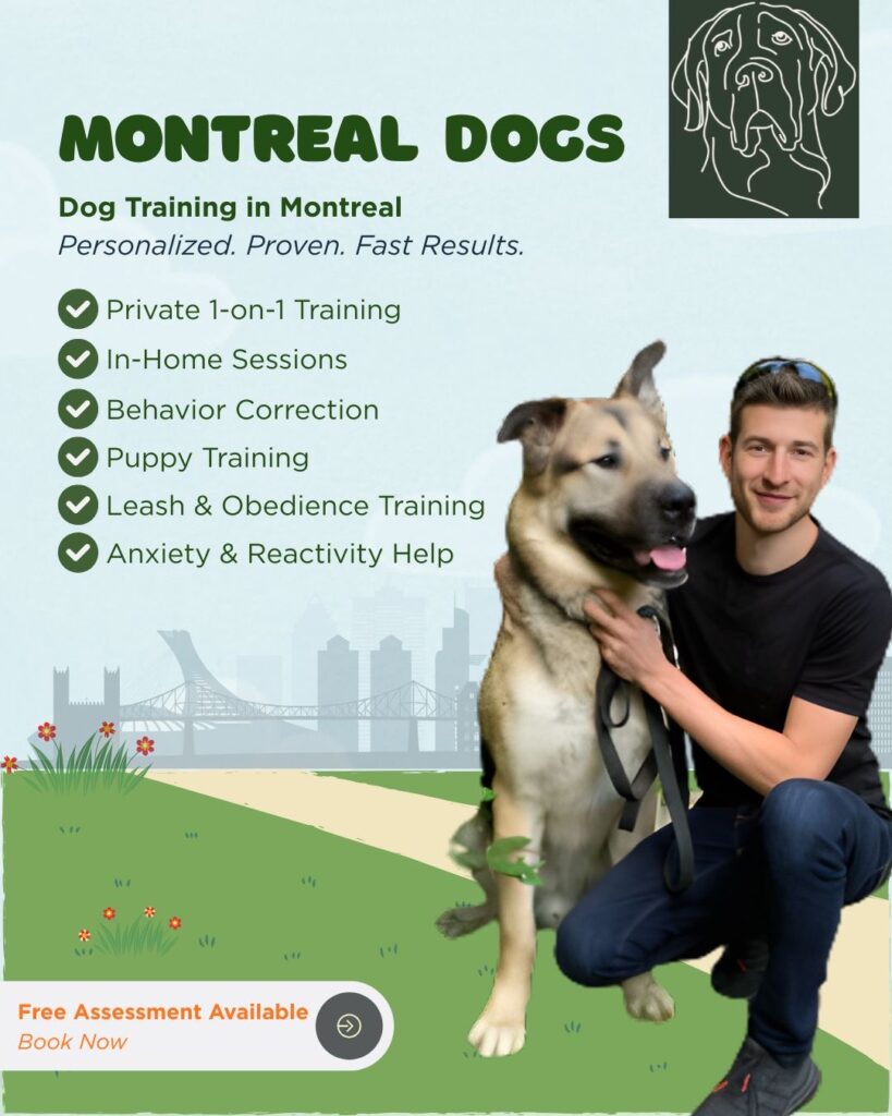 Montreal Dogs by Jordan Schacter
