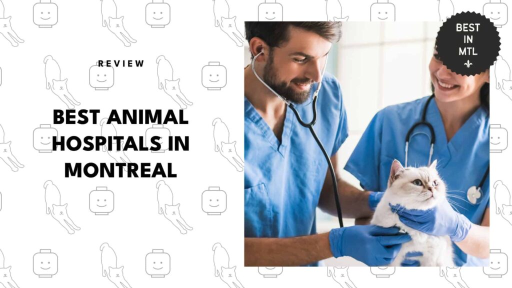 The 5 Best Animal Hospitals in Montreal for Compassionate Care