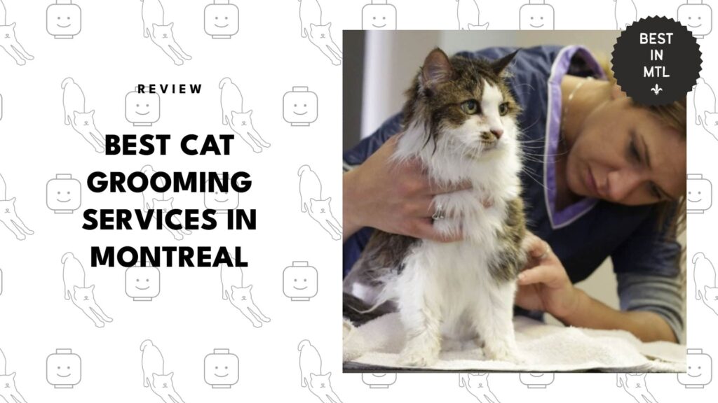 The 5 Best Cat Grooming Services in Montreal to Pamper Your Feline!