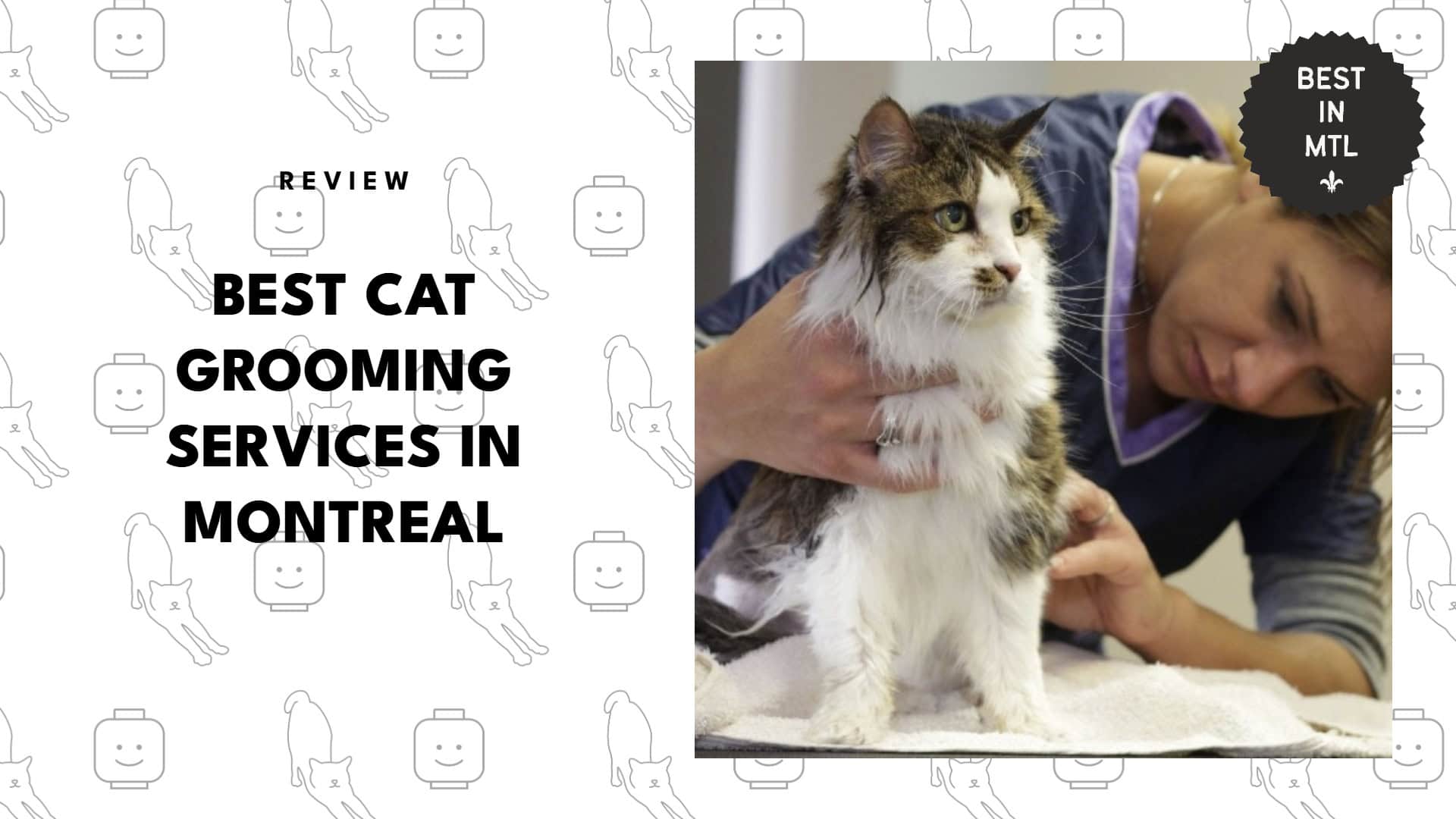 best-cat-grooming-montreal