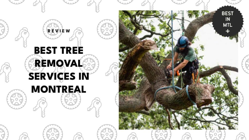 5 Best Tree Removal Services in Montreal That Will Clear Your Yard Fast