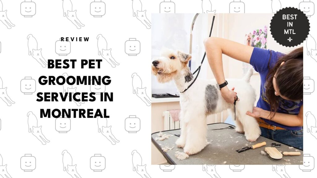 5 Best Pet Grooming Services in Montreal for VIP Treatment in Every Session!