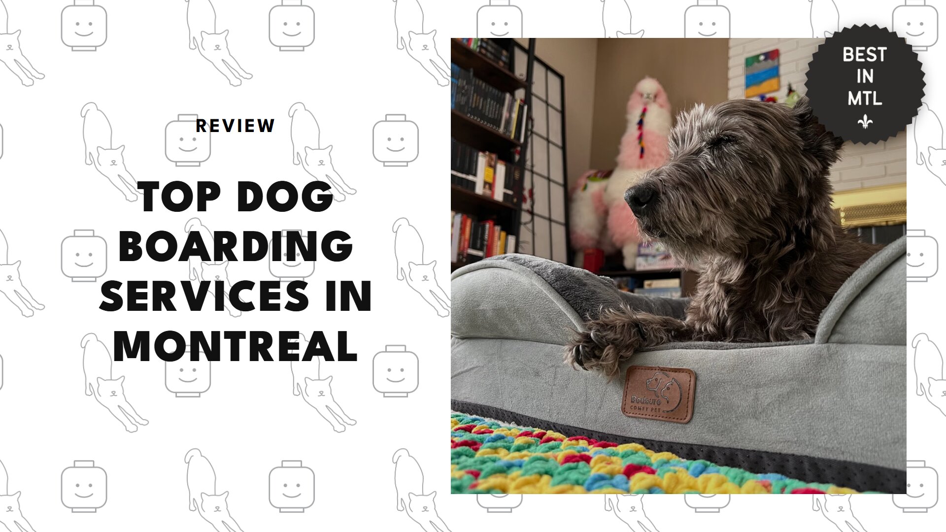 top-dog-boarding-montreal-banner